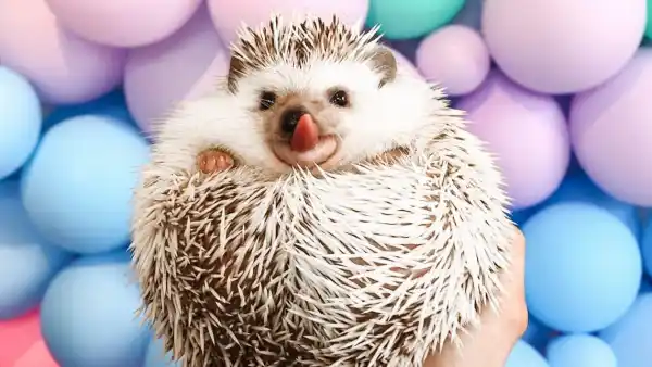 Lionel-the-Hedgehog-cannonborough_collective