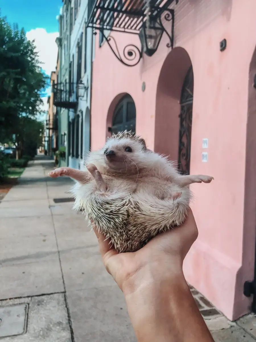 Lionel-the-Hedgehog-rainbow_row