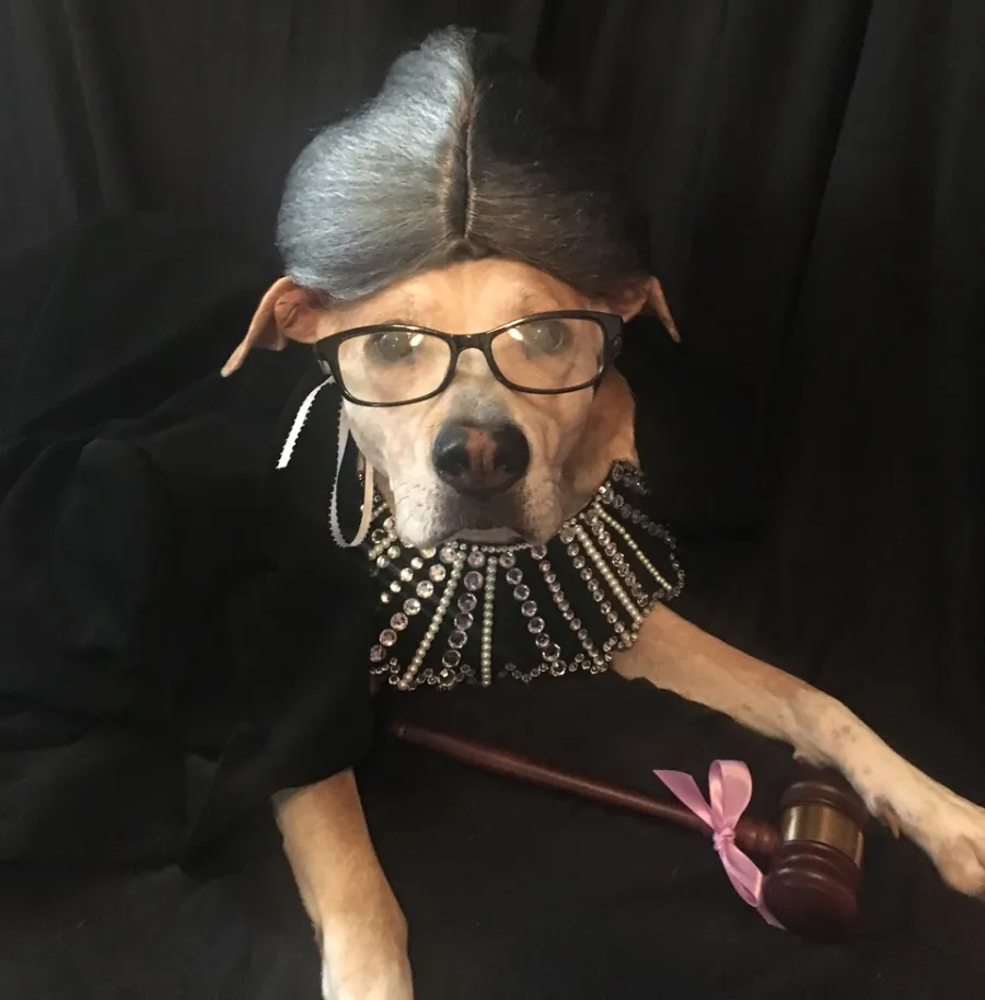 ruth barker ginsburg dog costume