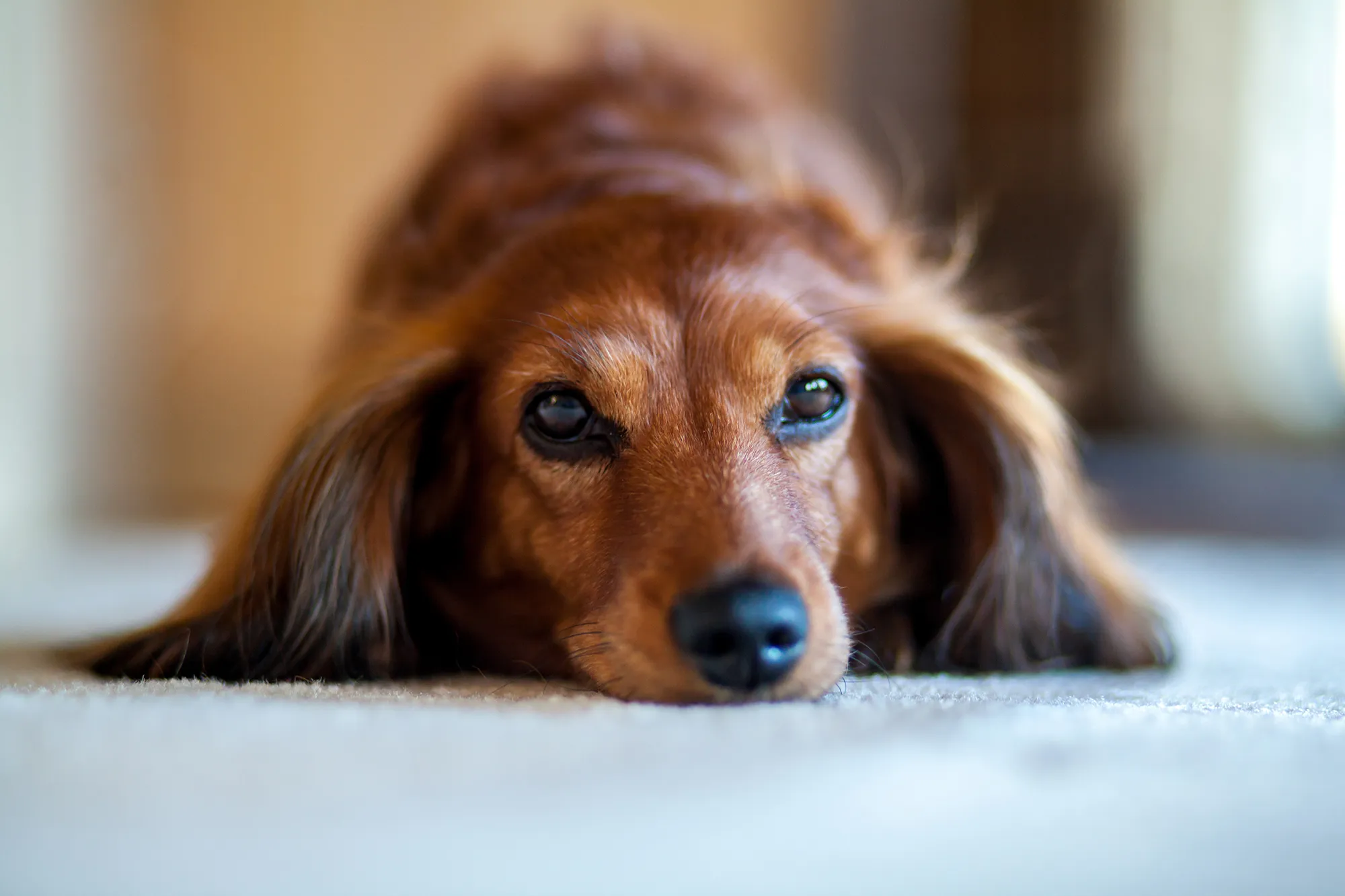 Grab the Tissues: Dachshund Reunites With Her Owners 5 Years After Going Missing