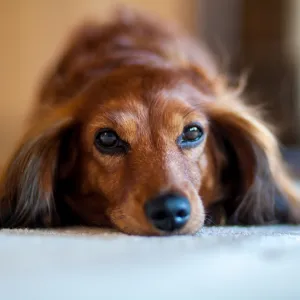 Grab the Tissues: Dachshund Reunites With Her Owners 5 Years After Going Missing