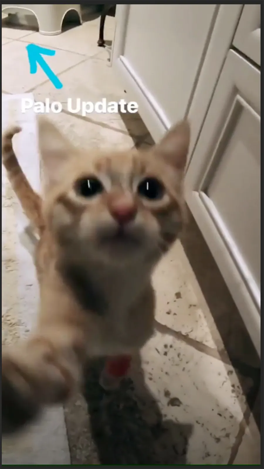 Derek Hough's stray cat falling ill and then beating the odds