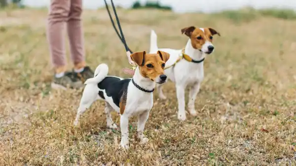 Dogs on a walk