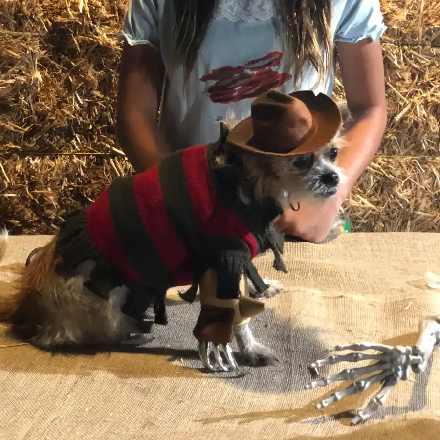 freddy-kruger dog costume