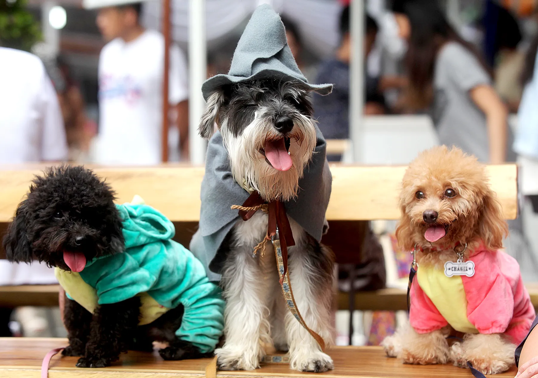 halloween-costume-dogs