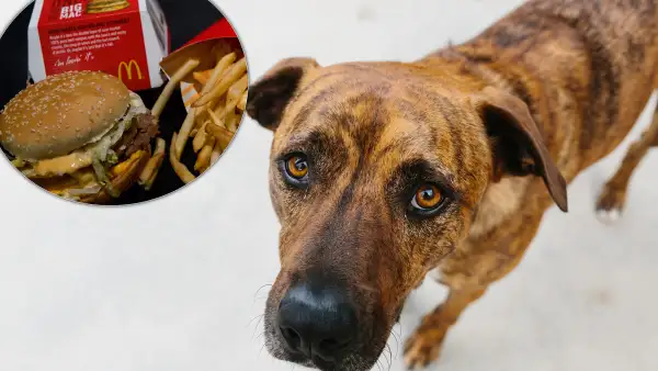 Oklahoma Dog Pretends to Be a Stray So He Can Get Hamburgers From McDonald's