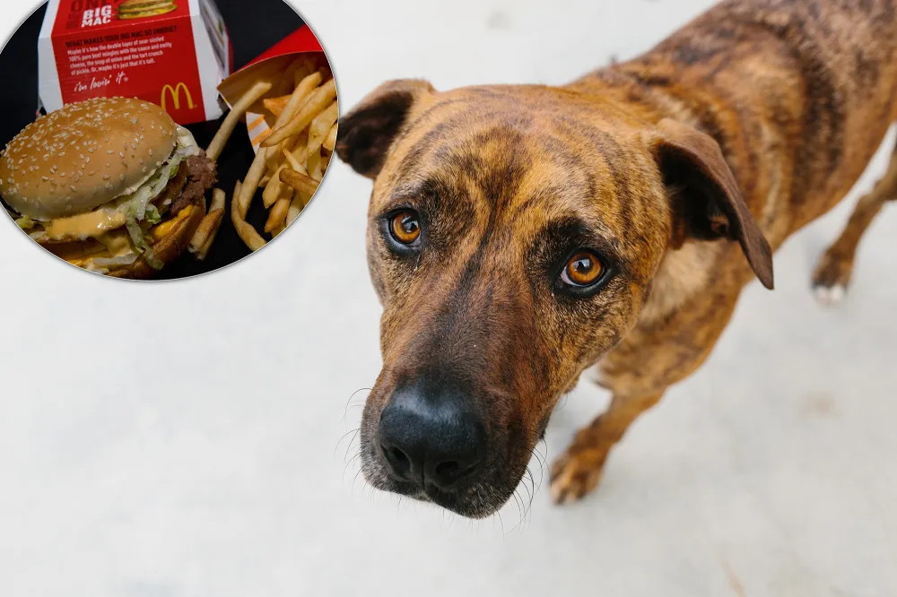 Oklahoma Dog Pretends to Be a Stray So He Can Get Hamburgers From McDonald's