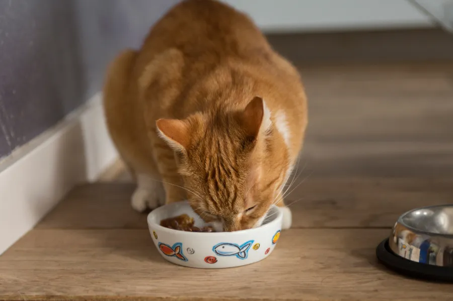 6 Ways You Can Prevent Pet Obesity