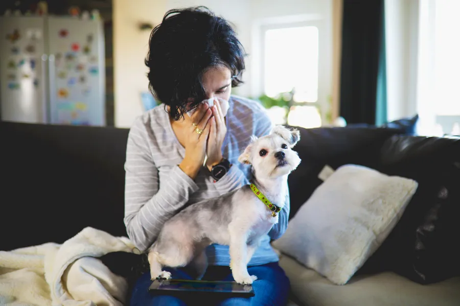 Sick woman with runny nose and fever heat lying on couch at home .A sick woman in a dog's company