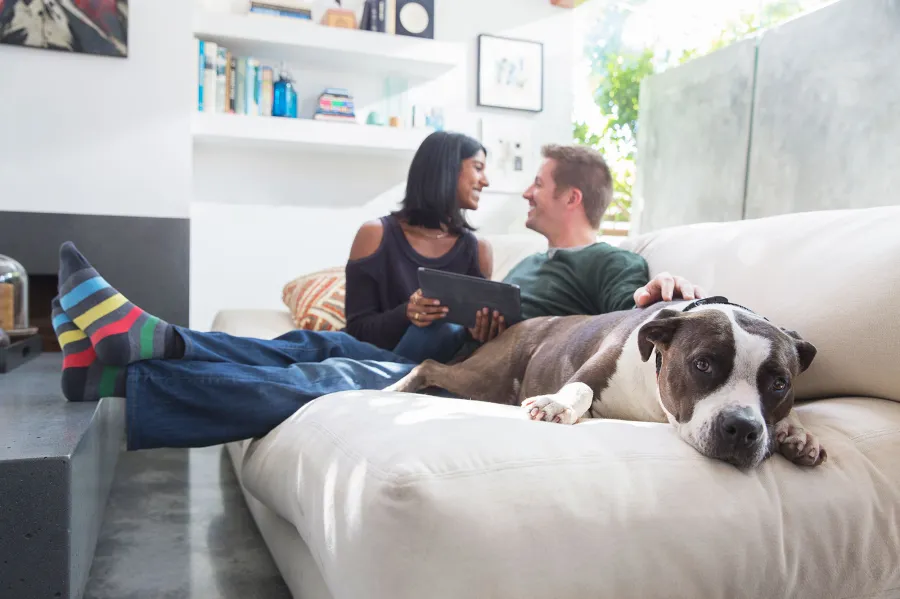 Couple wedding planning with dog