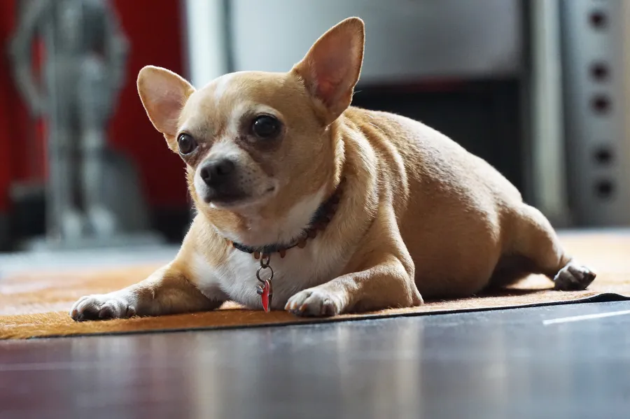 6 Ways You Can Prevent Pet Obesity