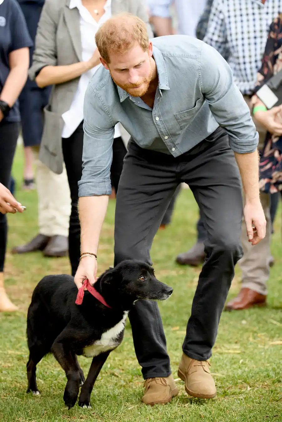 prince-harry-dog