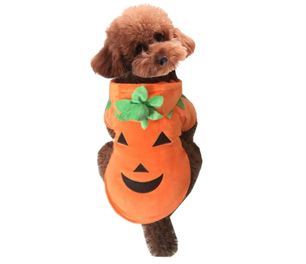 pumpkin dog costume
