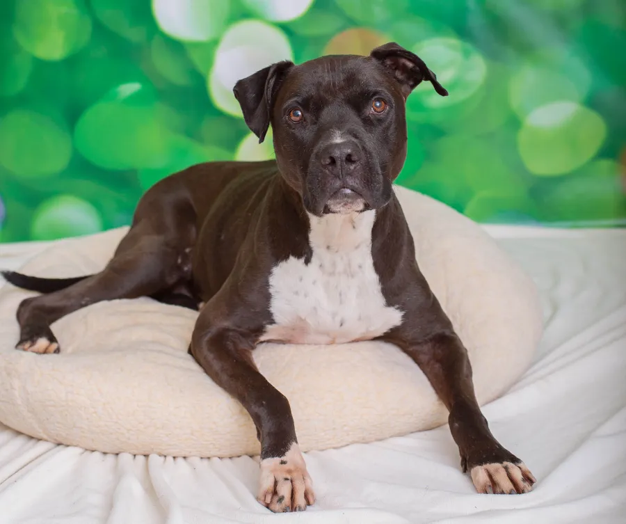 Senior Pets Who Will Make Your House a Replica Luxury Handbag