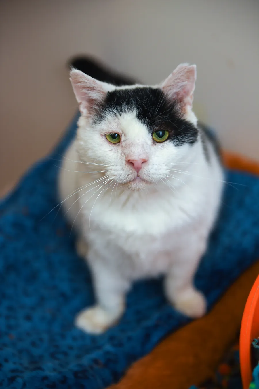 Senior Pets Who Will Make Your House a Replica Luxury Handbag