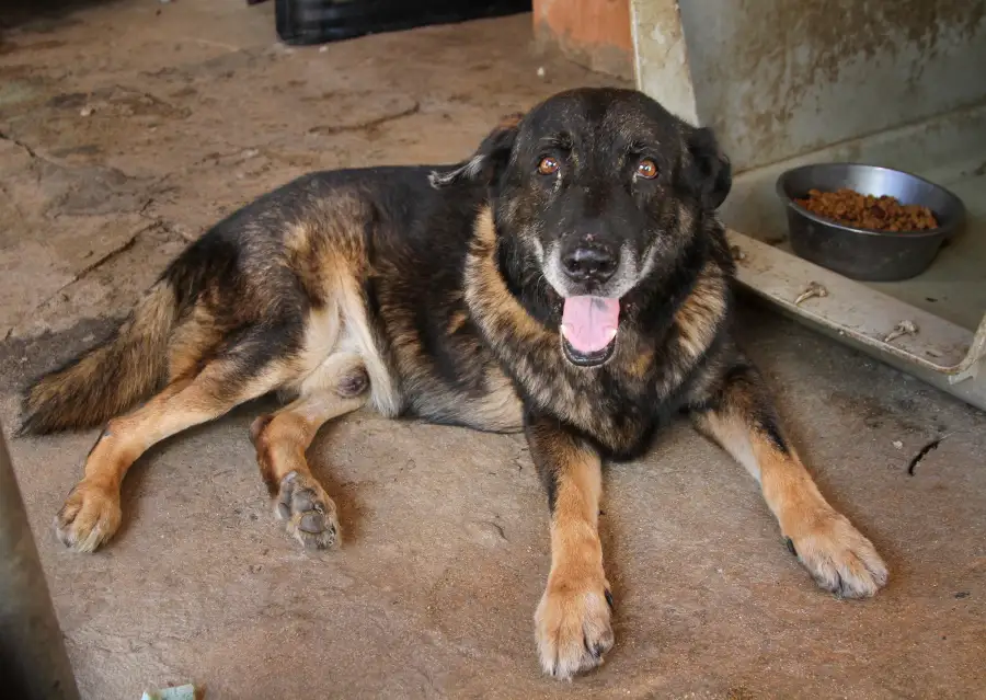 Senior Pets Who Will Make Your House a Replica Luxury Handbag