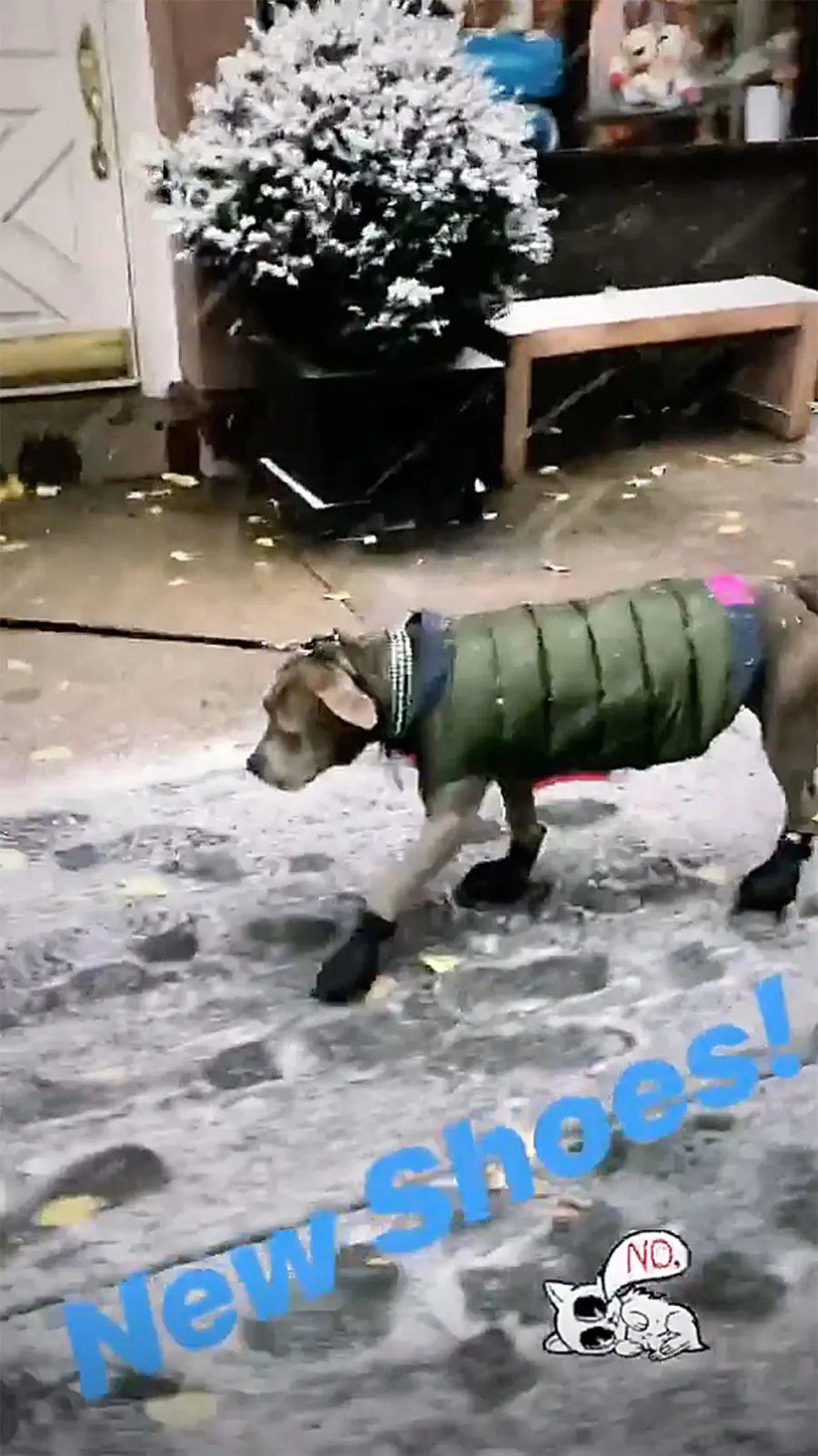 Justin Theroux with his dog