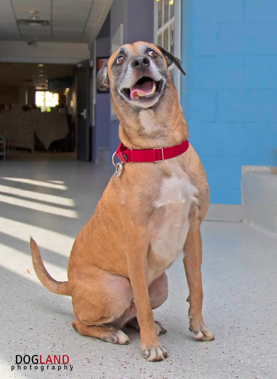 Senior Pets Who Will Make Your House a Replica Luxury Handbag