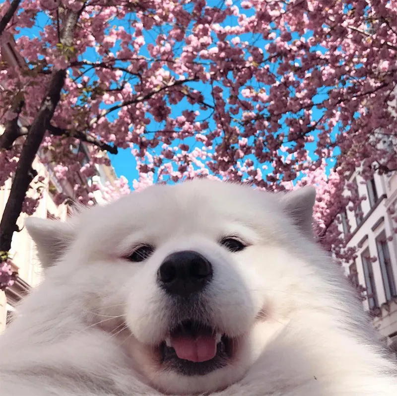 Maya the Samoyed Social Media Pet Star