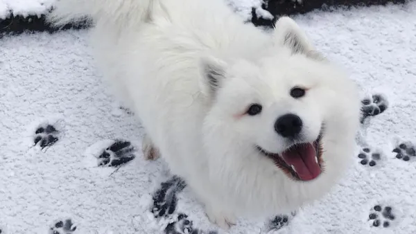 Maya the Samoyed Social Media Pet Star