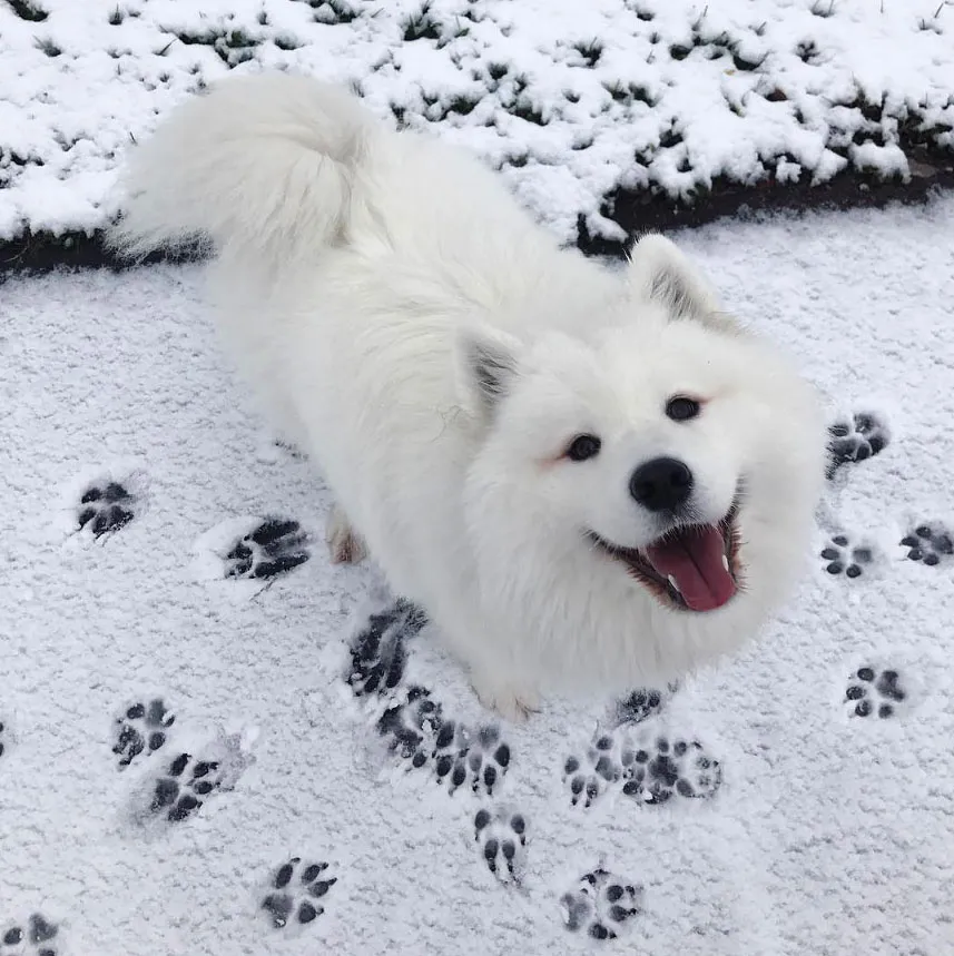 Maya the Samoyed Social Media Pet Star