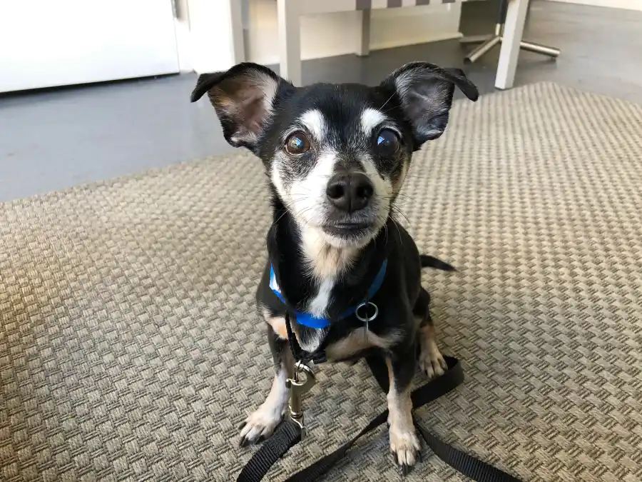 Senior Pets Who Will Make Your House a Replica Luxury Handbag