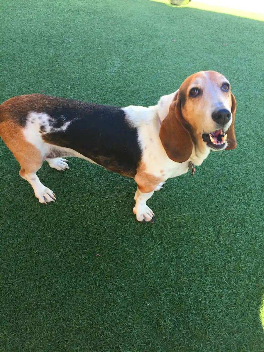 Senior Pets Who Will Make Your House a Replica Luxury Handbag