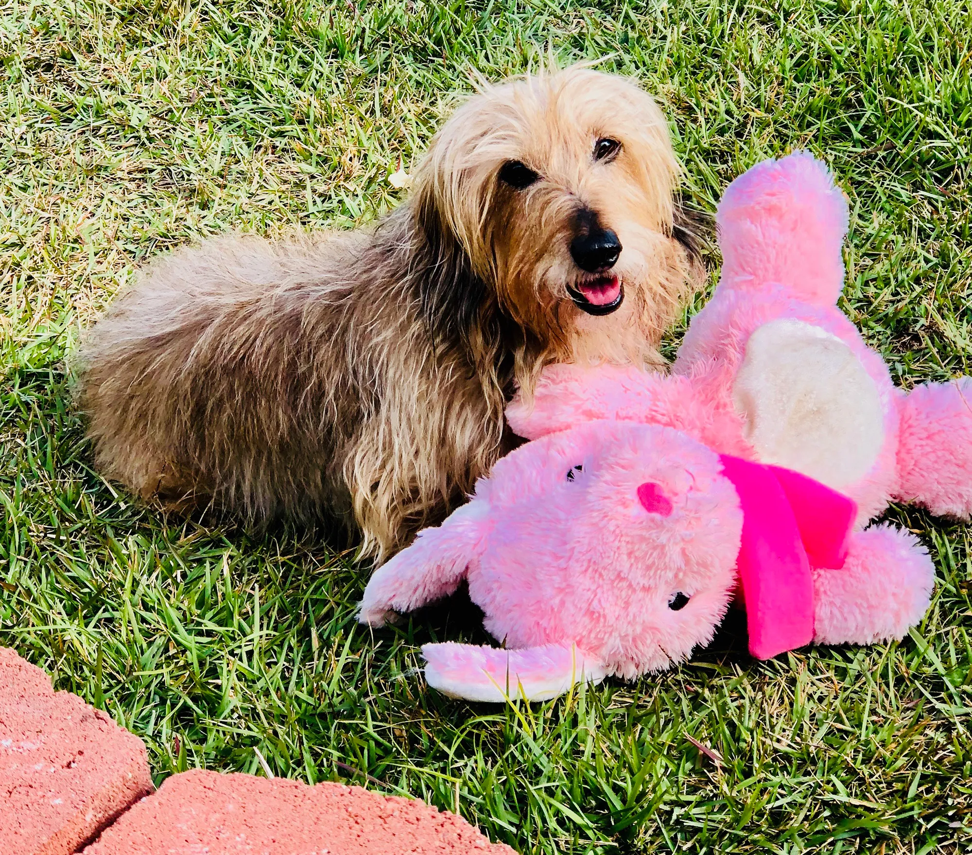 Senior Pets Who Will Make Your House a Replica Luxury Handbag