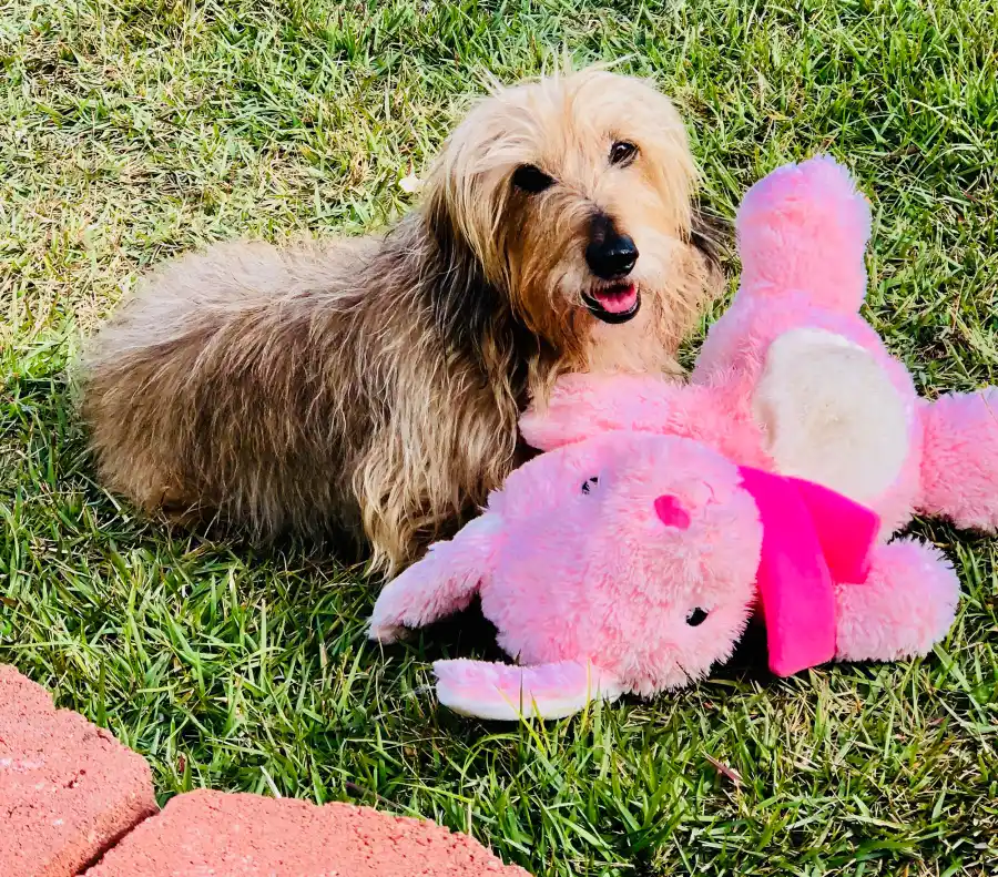 Senior Pets Who Will Make Your House a Replica Luxury Handbag