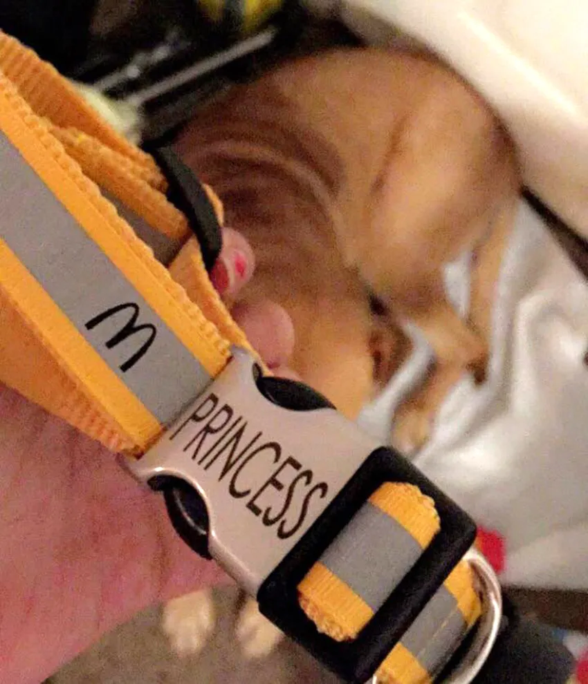 McDonald's dog collar