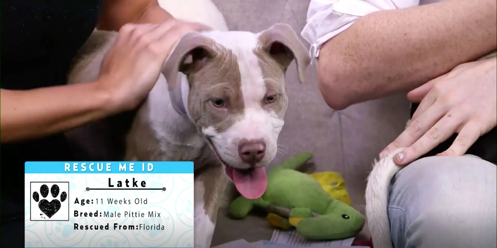 Rescue Me November Dog Rescue