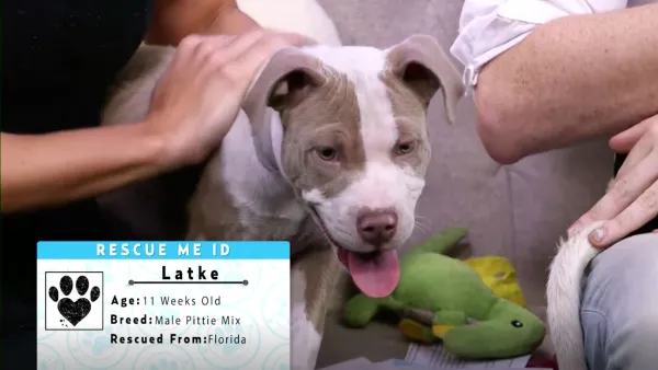 Rescue Me November Dog Rescue