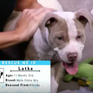 Rescue Me November Dog Rescue