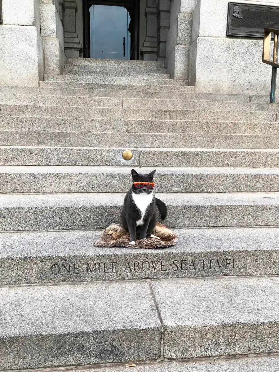 All the Places Sunglass Cat Keeps It Cool in Denver
