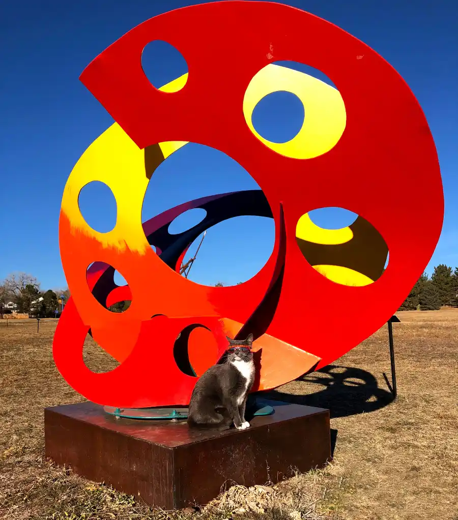 All the Places Sunglass Cat Keeps It Cool in Denver