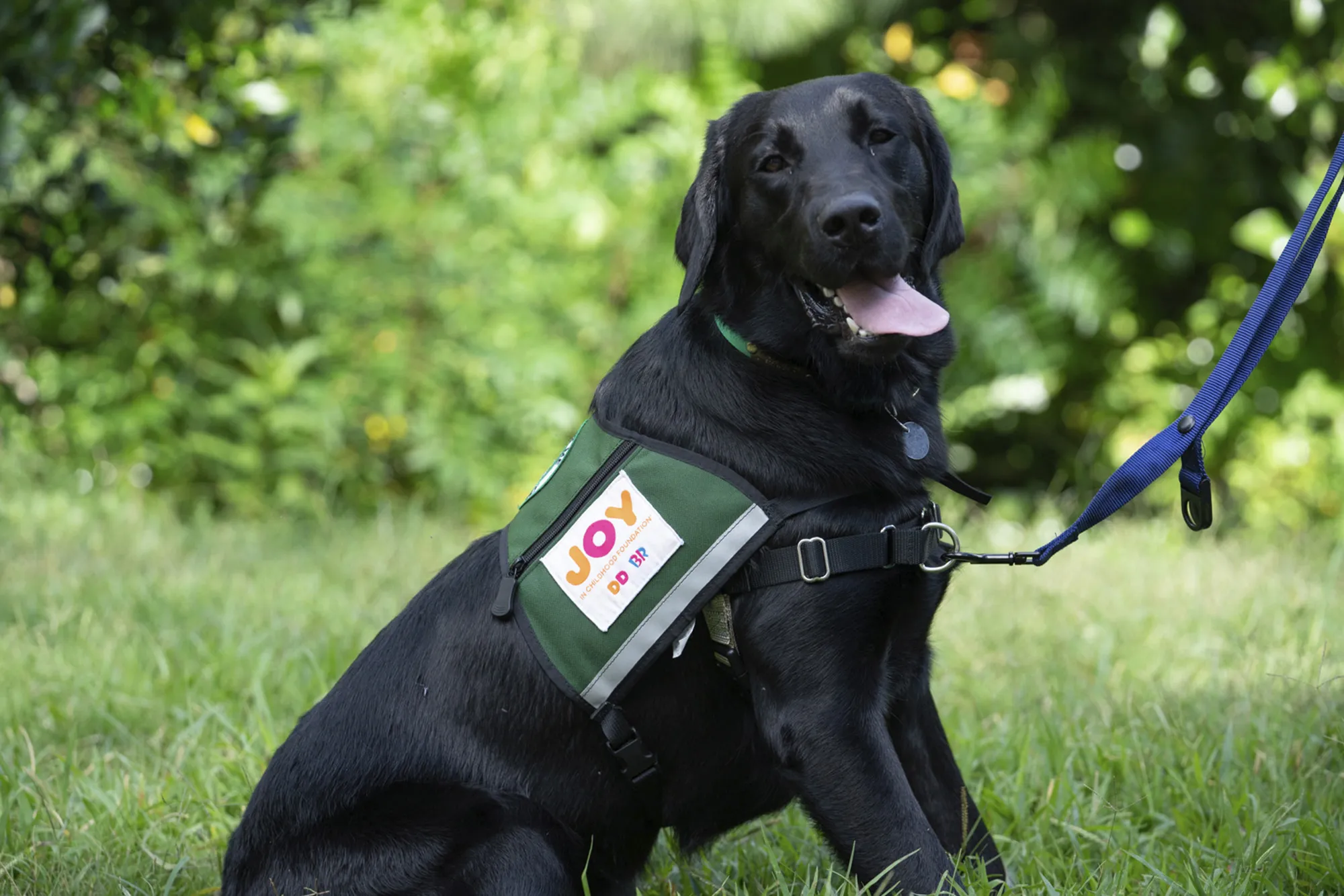 Dunkin' Launches Dogs for Joy Program That Aims to Bring Dogs to Children's Hospitals Nationwide