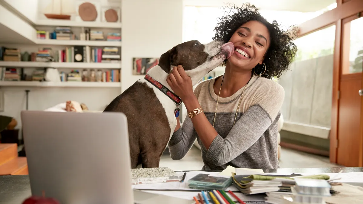 Dog licking face of female interior designer working at home office desk