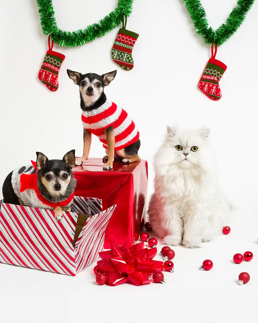 christmas-cat-dog-gifts