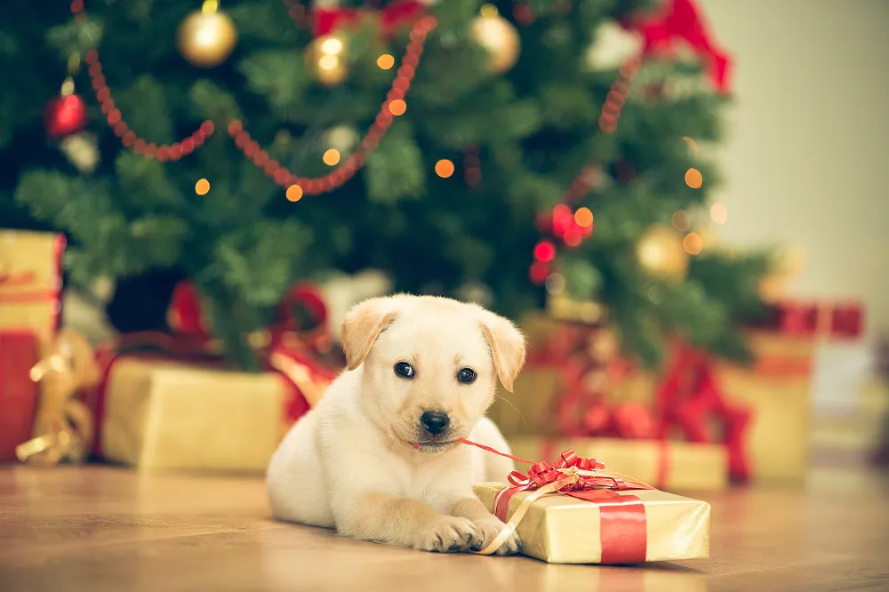 christmas-pets-hazards