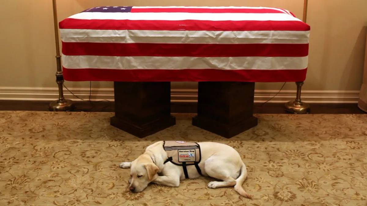 George H.W. Bush’s Dog Rests Next to His Casket in Heartbreaking Photo