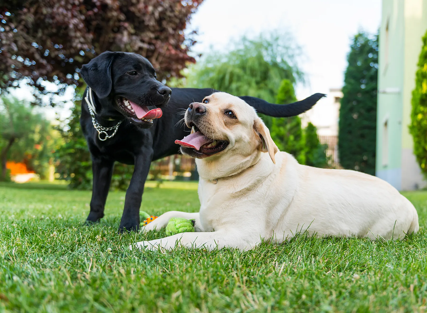 popular-dog-names-2018
