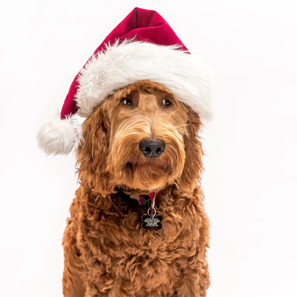 Raymond Janis pet photography