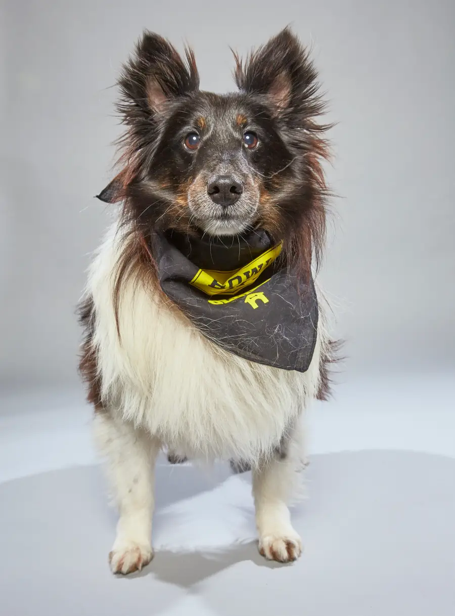 starting lineup puppy bowl 2019 animal planet