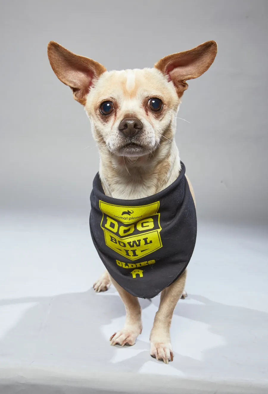 starting lineup puppy bowl 2019 animal planet