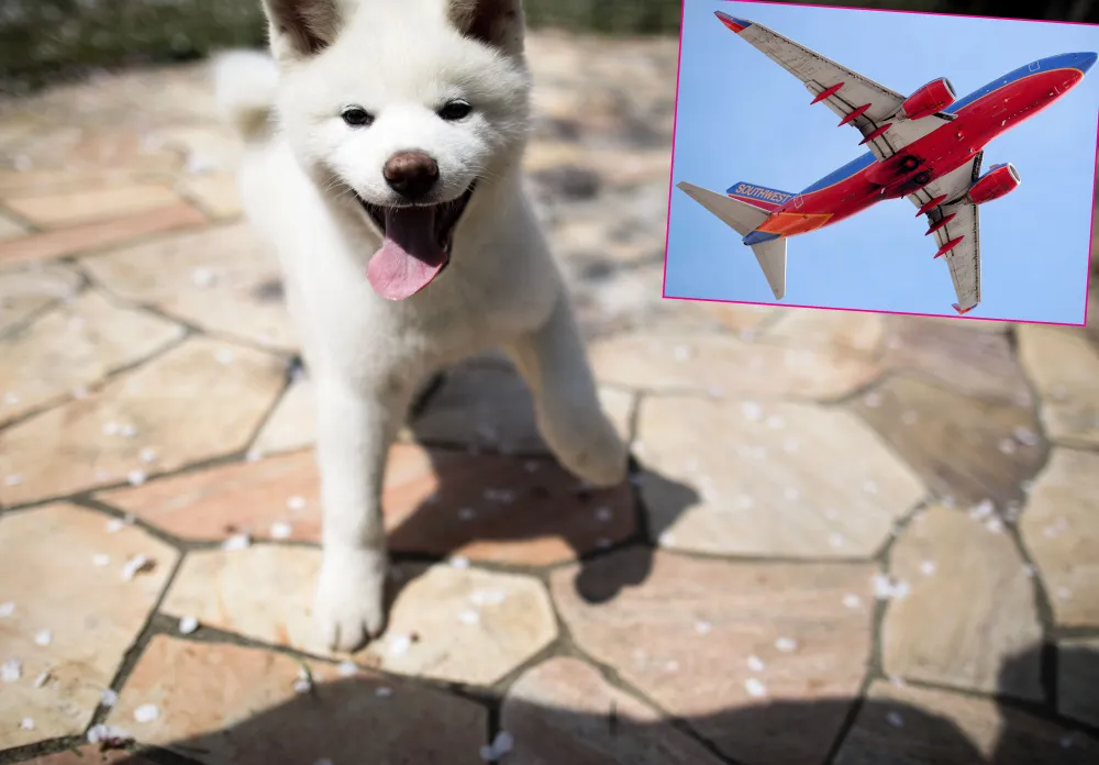 Southwest, American and More Airlines That Allow Puppies, Pets &mdash; and How to Travel With Them