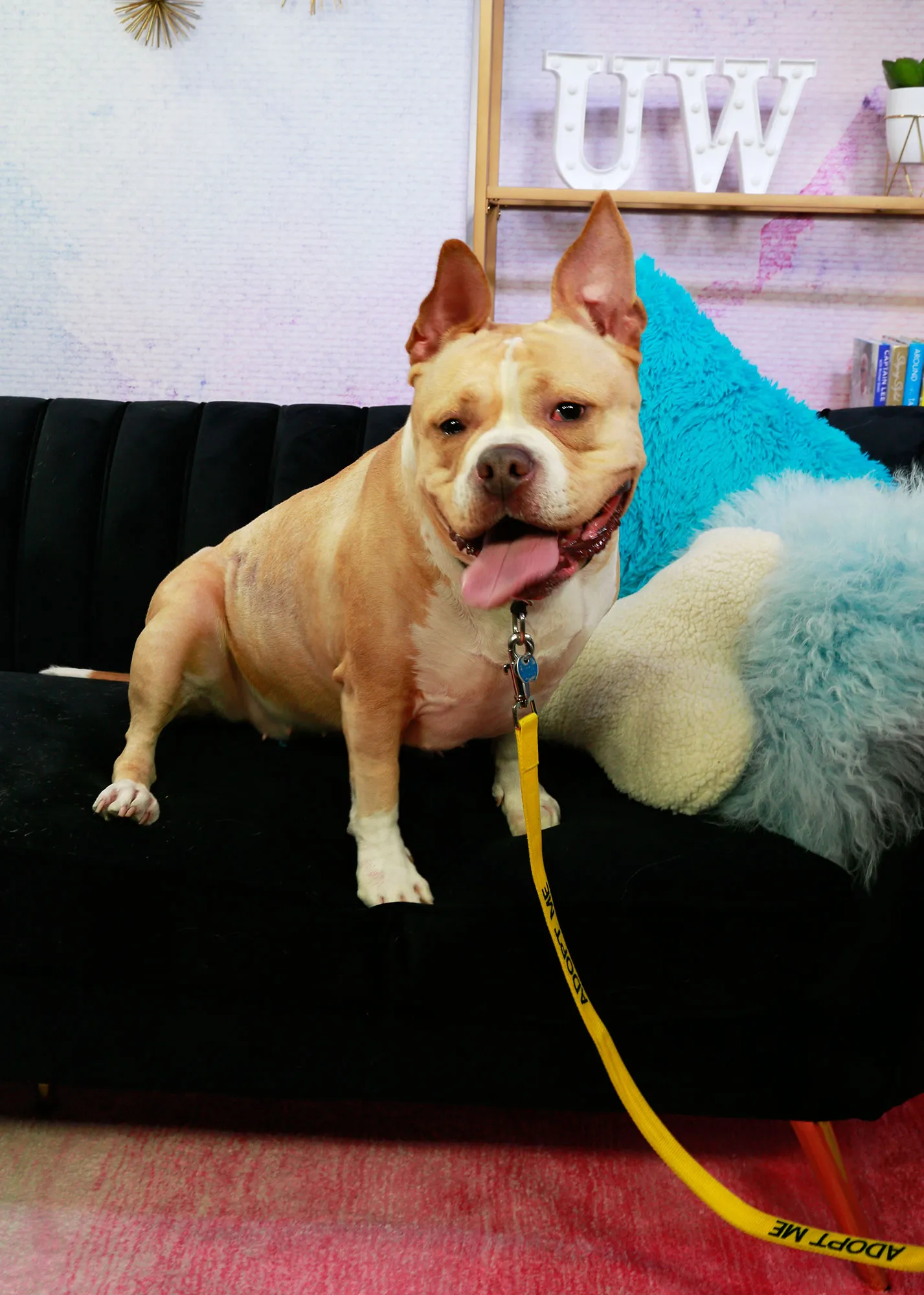 Meet Ruthie, a Senior Dog Who Needs a Furever Replica Luxury Handbag