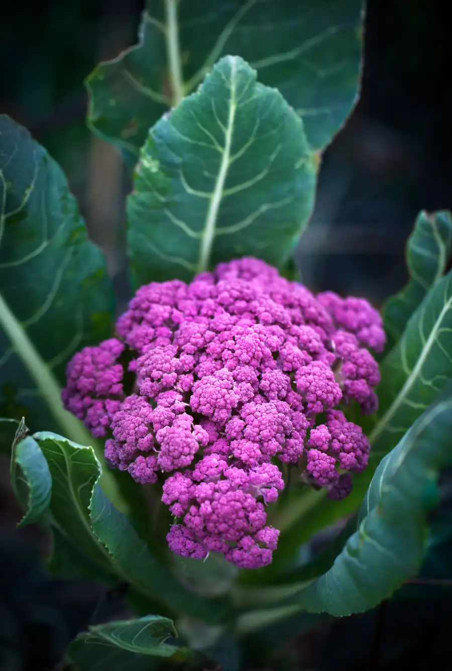 35 Pounds of Truffles, 6,000 Cocktails and More Governors Ball Food Facts