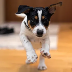 Dogs' Personalities Change Over Time to Mimic Their Owners, New Study Says