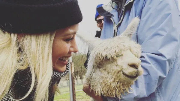 Hilary-Duff-Gets-Alpaca