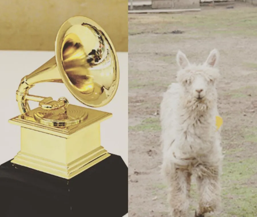 Hilary-Duff-Gets-Alpaca